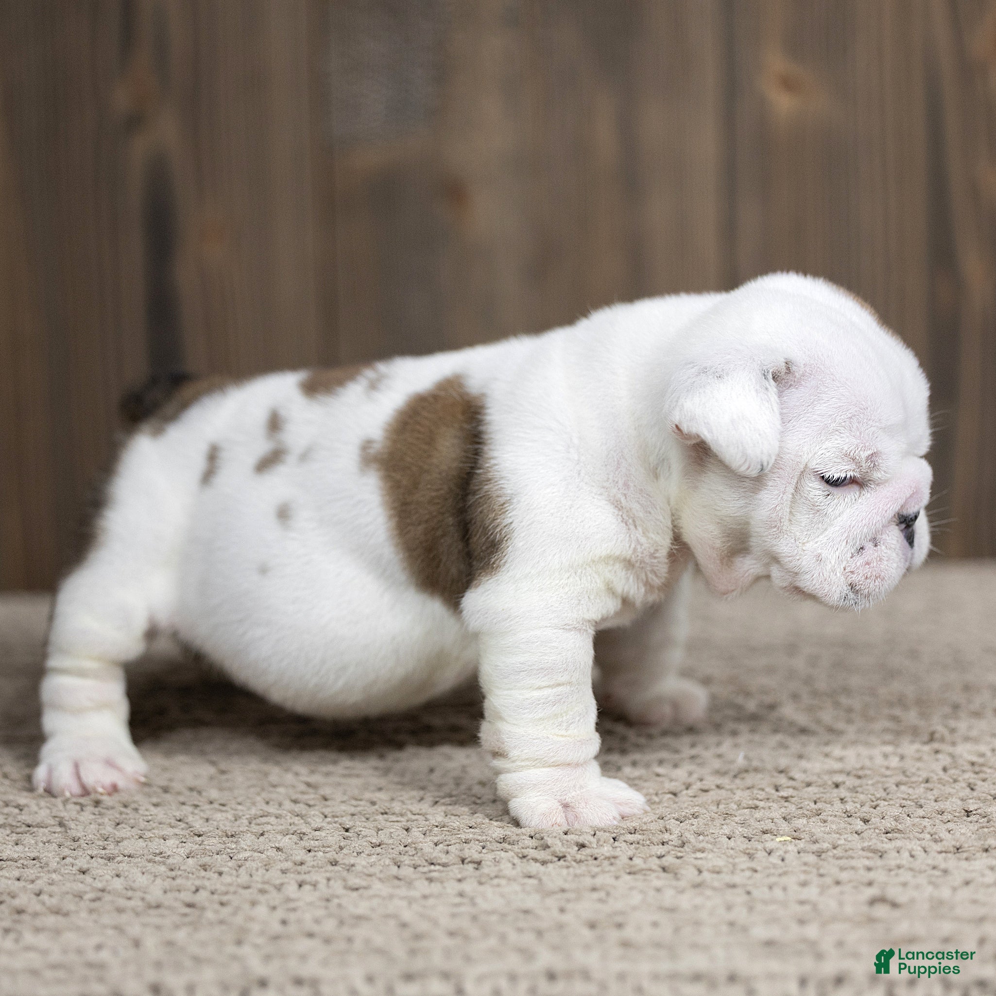 English Bulldog dogs for sale: Eve English Bulldog  - Ad 2
