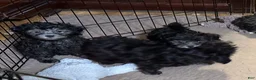Shihpoo dogs for sale: Shihpoo 5 - Ad 3