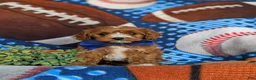 Cavapoo dogs for sale: Murdoch - Ad 6