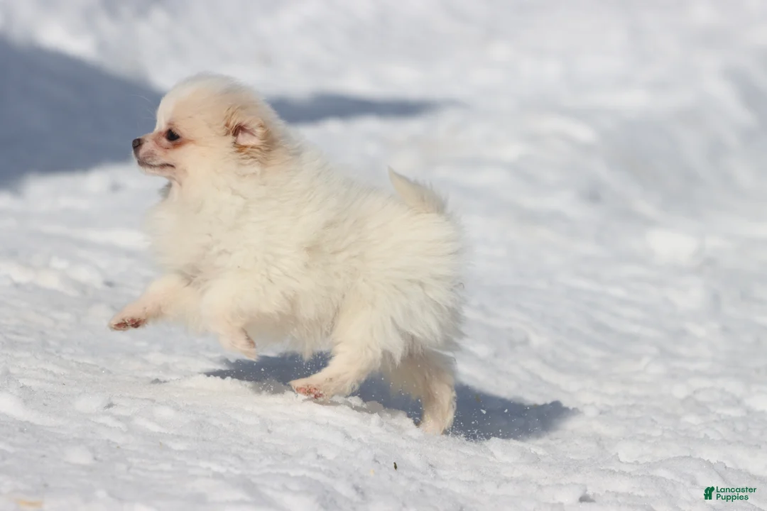 Pomeranian dogs for sale: Boomerang  - Ad 2