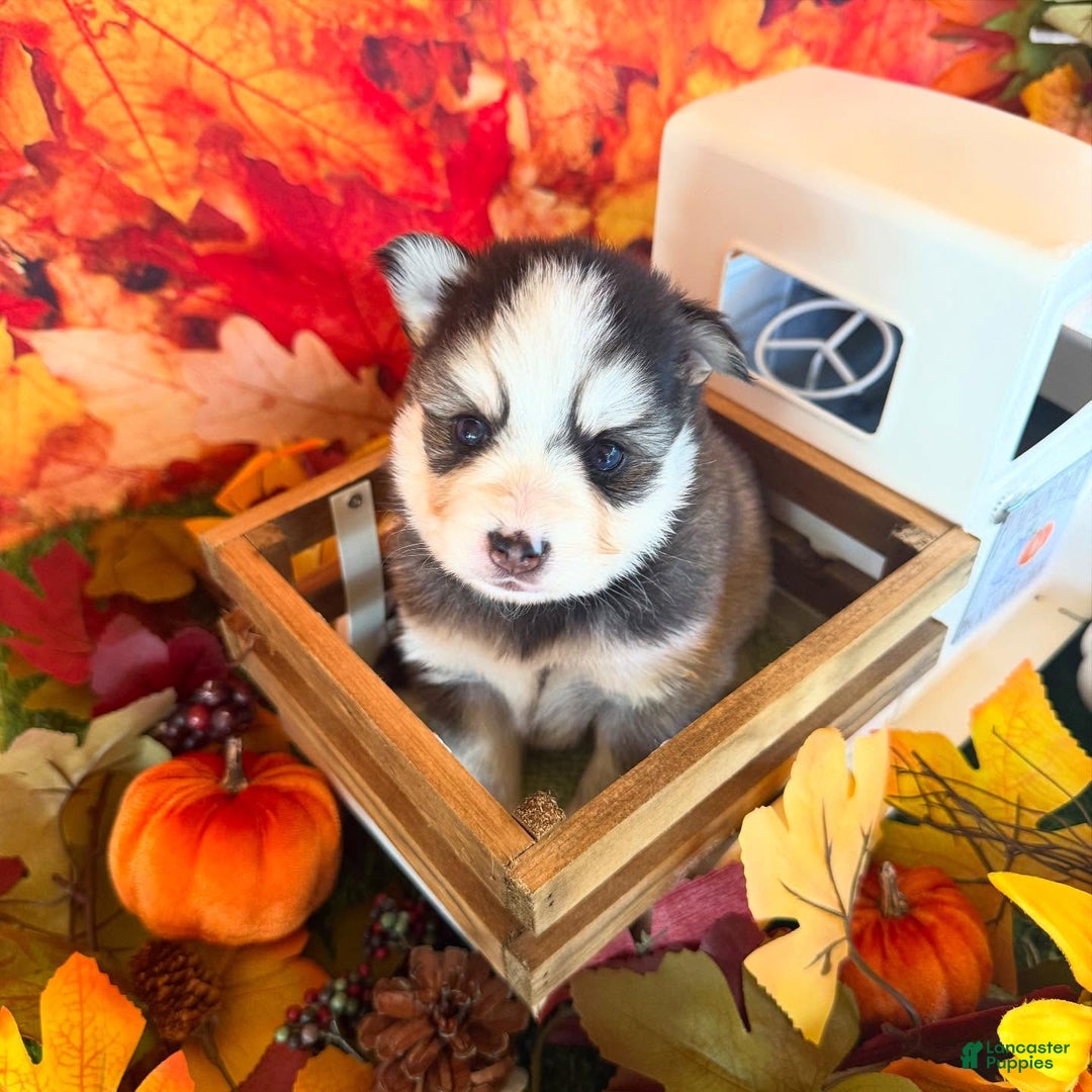 Pomsky dogs for sale: Cleo - Ad 7