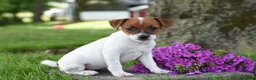 Jack Russell Terrier dogs for sale: Lilac - Ad 2