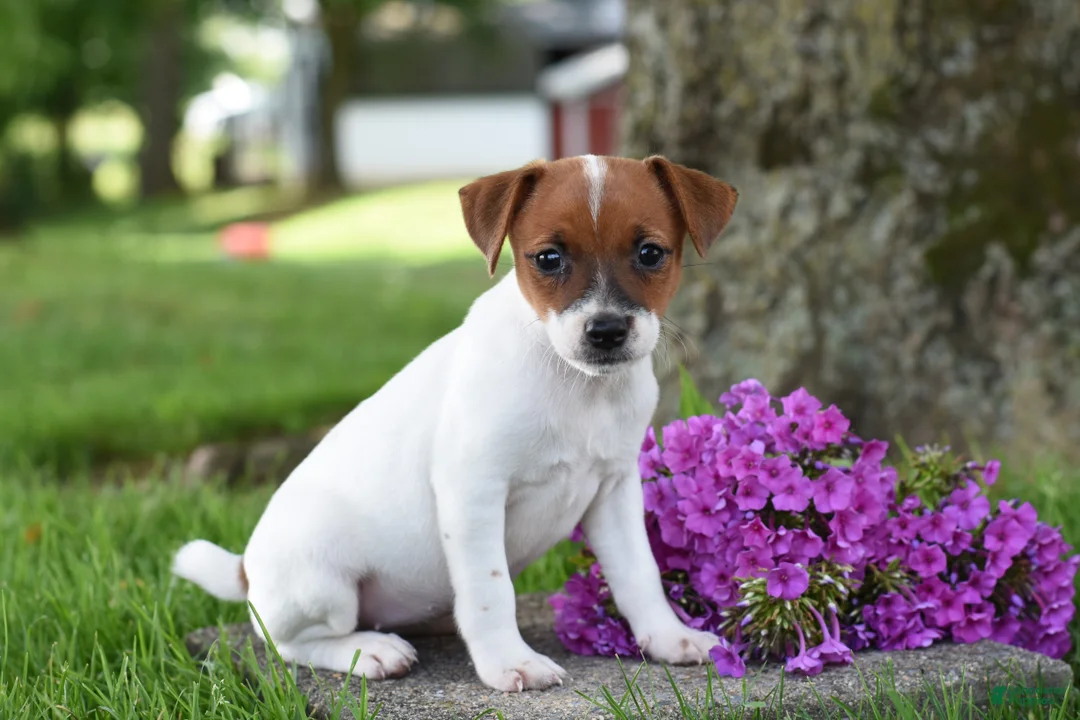 Jack Russell Terrier dogs for sale: Lilac - Ad 2