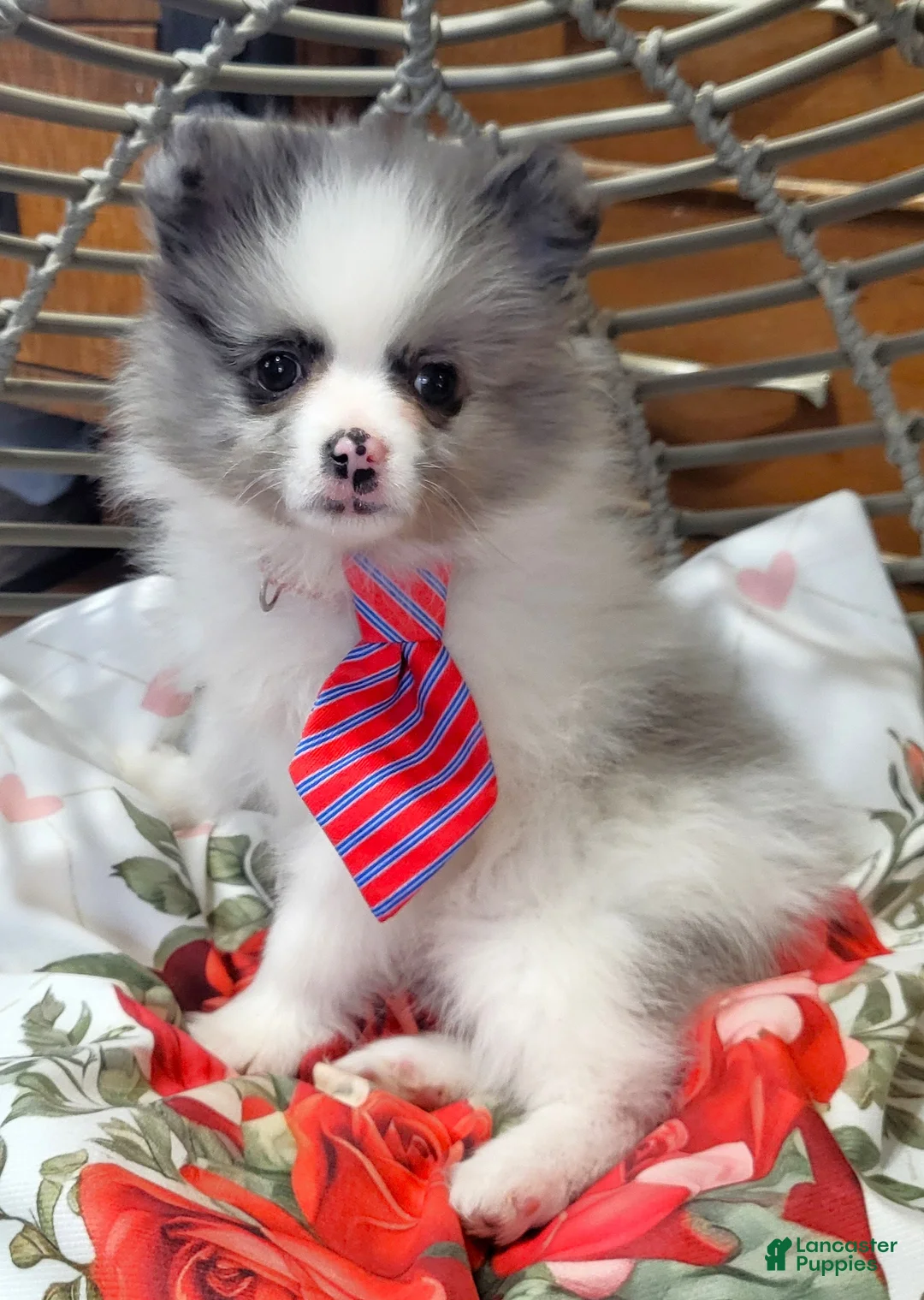Pomeranian dogs for sale: Sweetpea - Ad 1