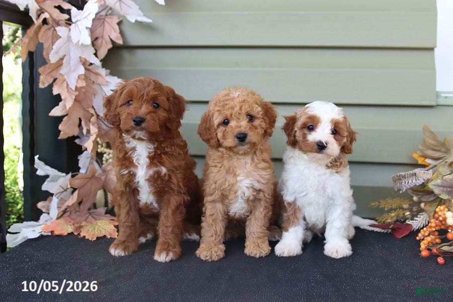 Cavapoo dogs Max - Ad 2