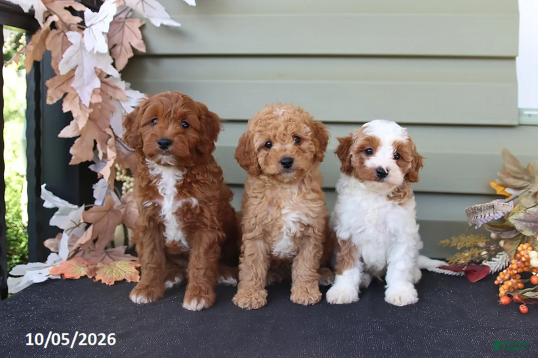 Cavapoo dogs for sale: Max - Ad 2