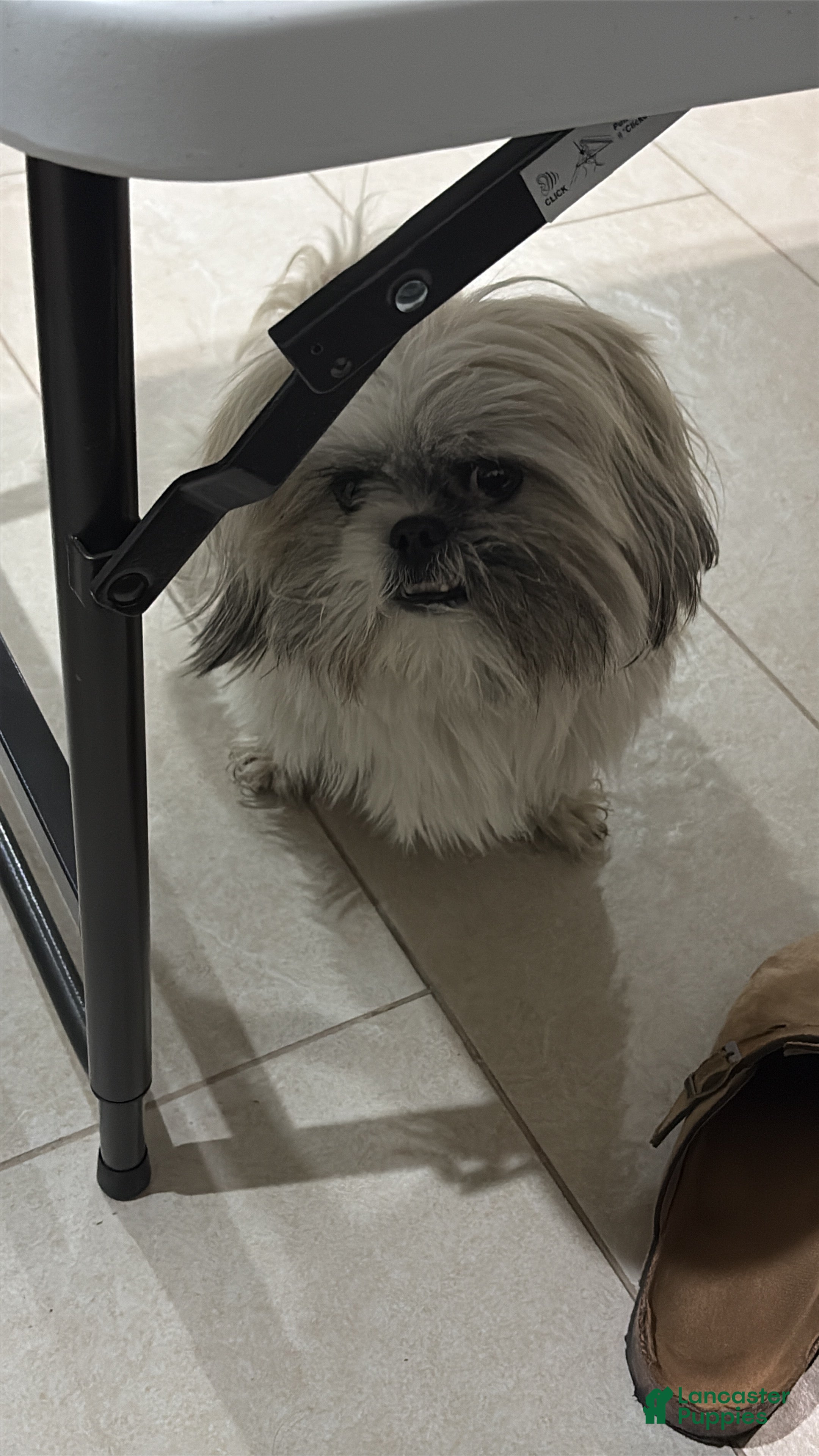 Shih Tzu dogs Shih Tzu Puppy 1 individual  - Ad 4