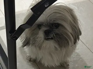 Shih Tzu dogs Shih Tzu Puppy 1 individual - Ad 4