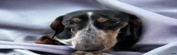 Dachshund dogs for sale: Soleil - Ad 10