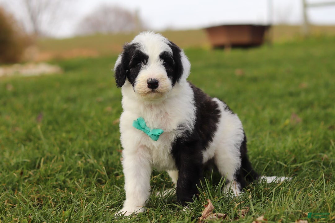 Sheepadoodle dogs for sale: Jangle - Ad 5