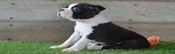 Boston Terrier dogs for sale: Jayce - Ad 6