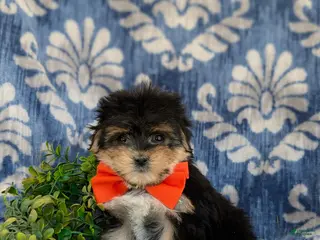 Morkie dogs for sale: Rafe 6 lbs Full Grown - Ad 1