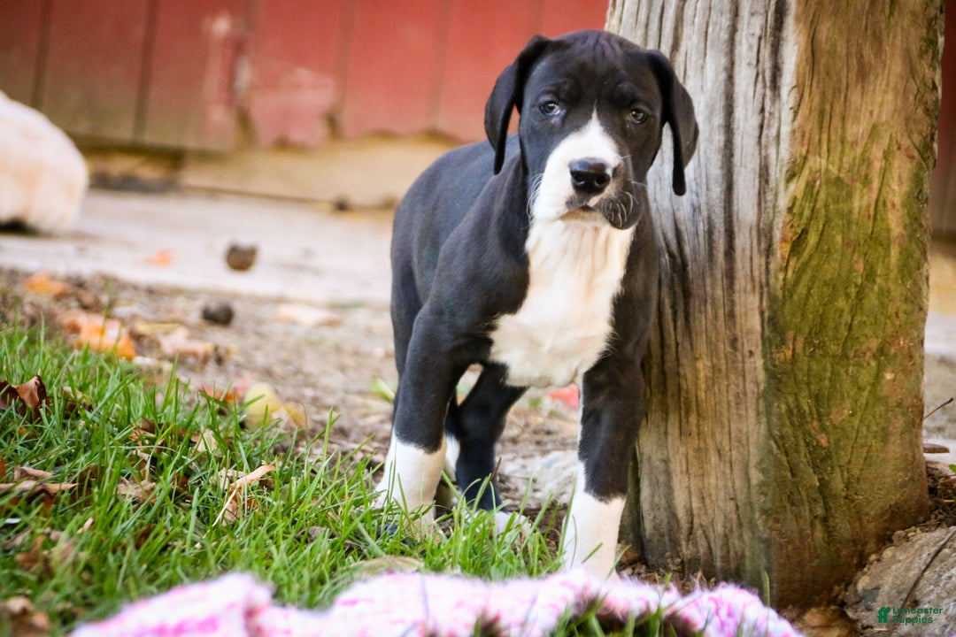 Great Dane dogs for sale: Lilah - Ad 5