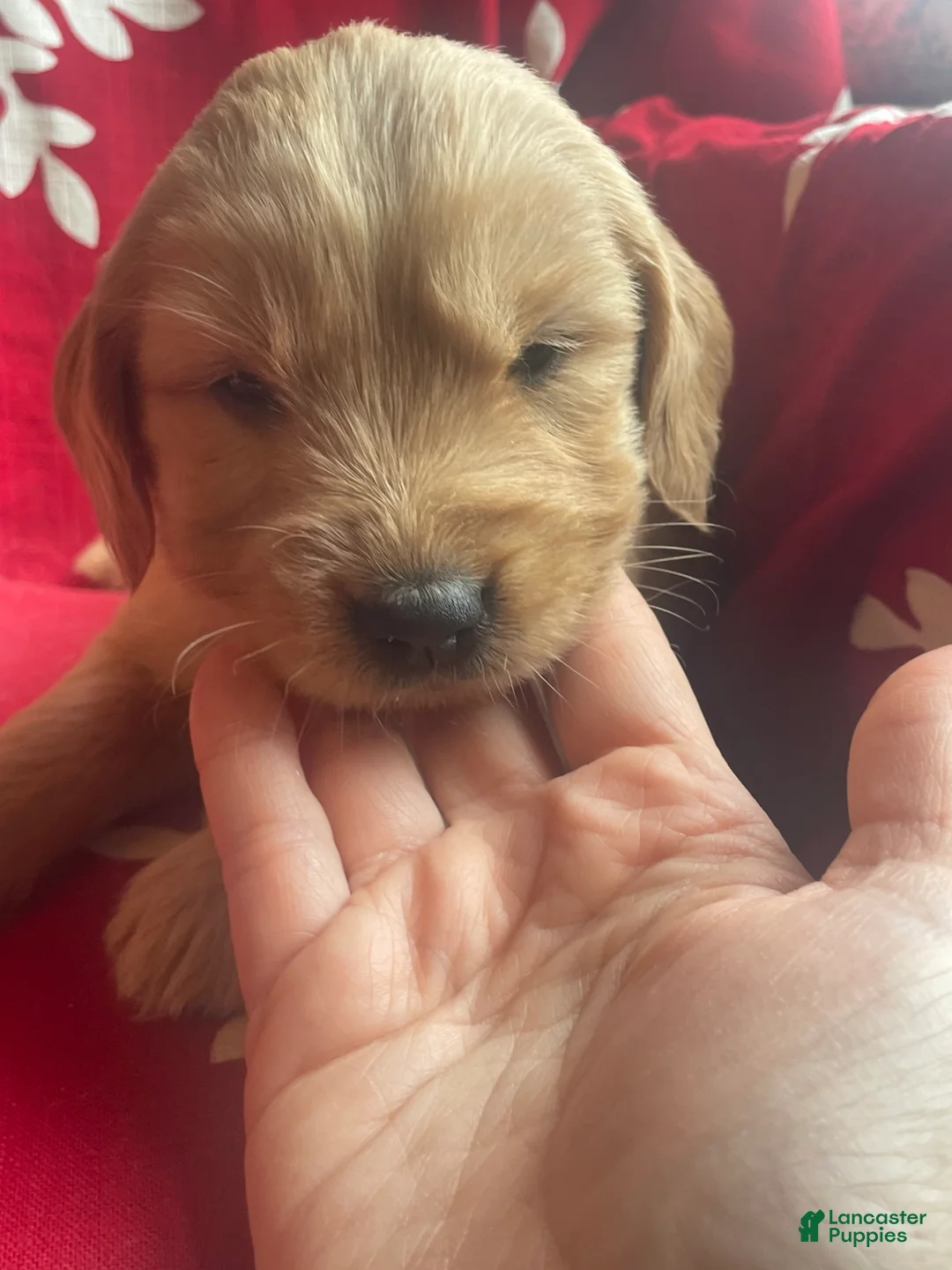 Goldendoodle dogs for sale: Goldendoodle Puppy 3 - Ad 5