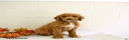 Standard Poodle dogs for sale: Daisy - Ad 2