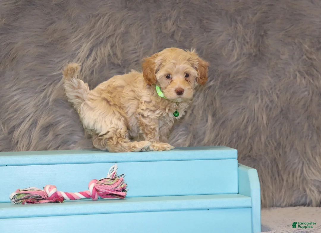 Havapoo dogs for sale: Addie 👨‍👨‍👦‍👦💞🐕Miniature - Ad 10