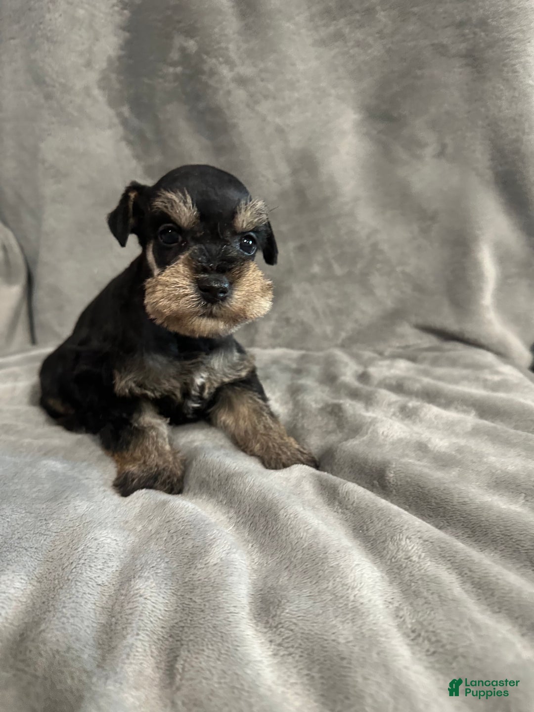 Miniature Schnauzer dogs for sale: Noel  - Ad 3
