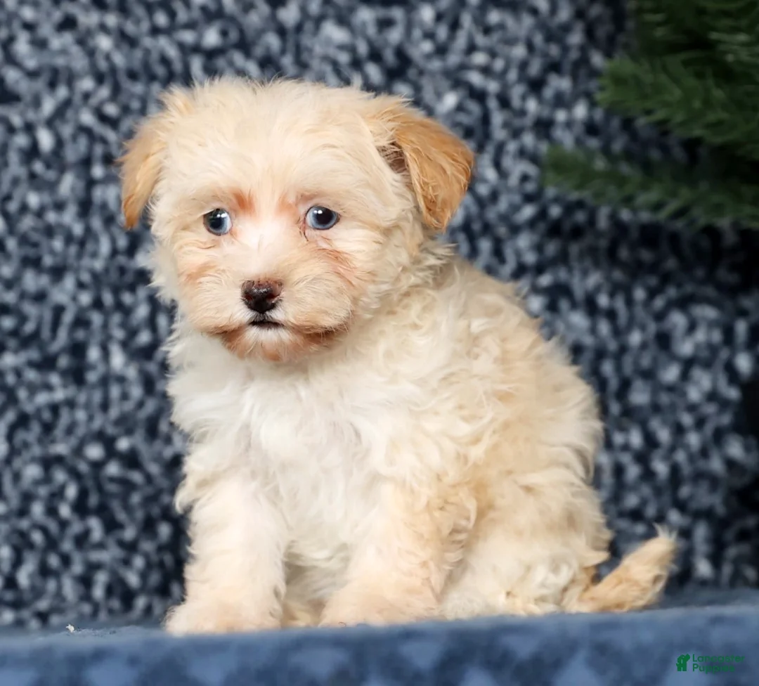 Havapoo dogs for sale: Jessica - Ad 2