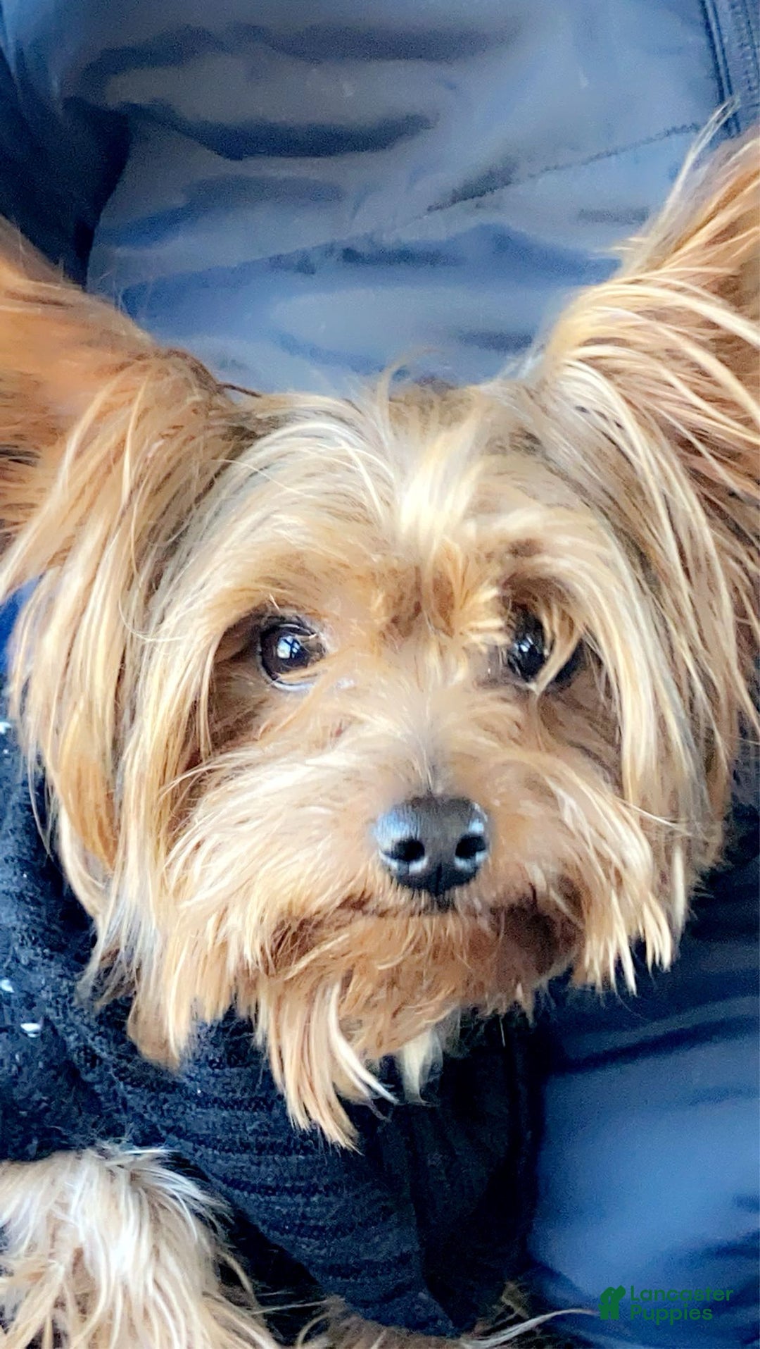 Yorkshire Terrier dogs for sale: Yorkshire Terrier Puppy 2  - Ad 5