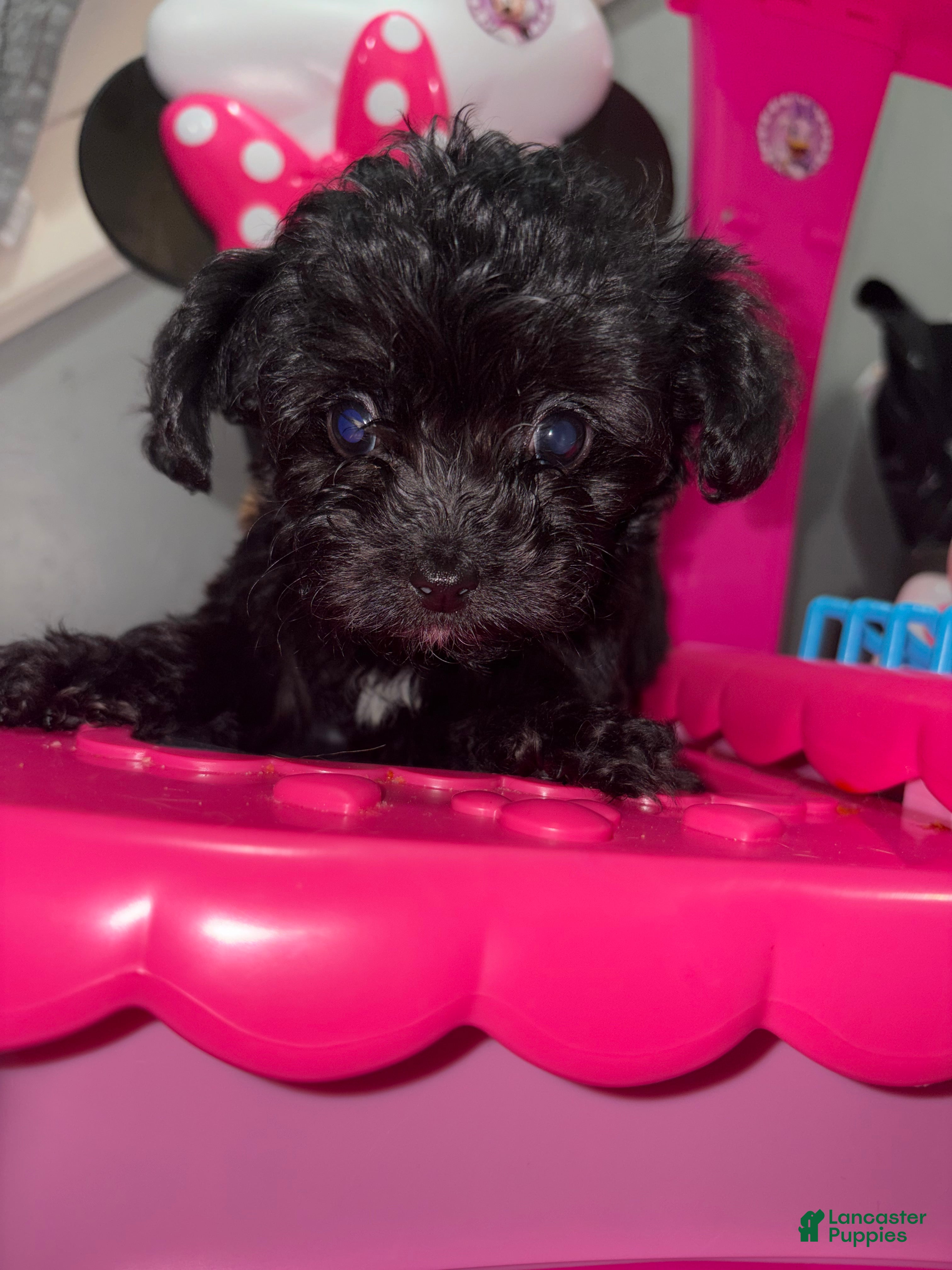 Shihpoo dogs Shihpoo 2 - Ad 2