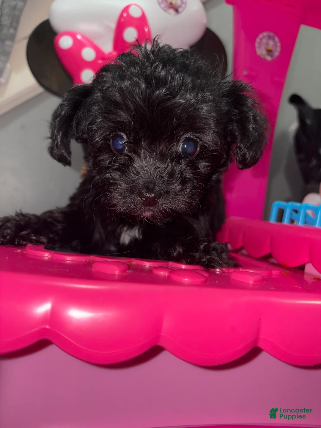 Shihpoo dogs for sale: Shihpoo 2 - Ad 2