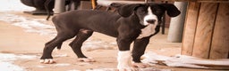 Great Dane dogs for sale: Lawrence - Ad 6