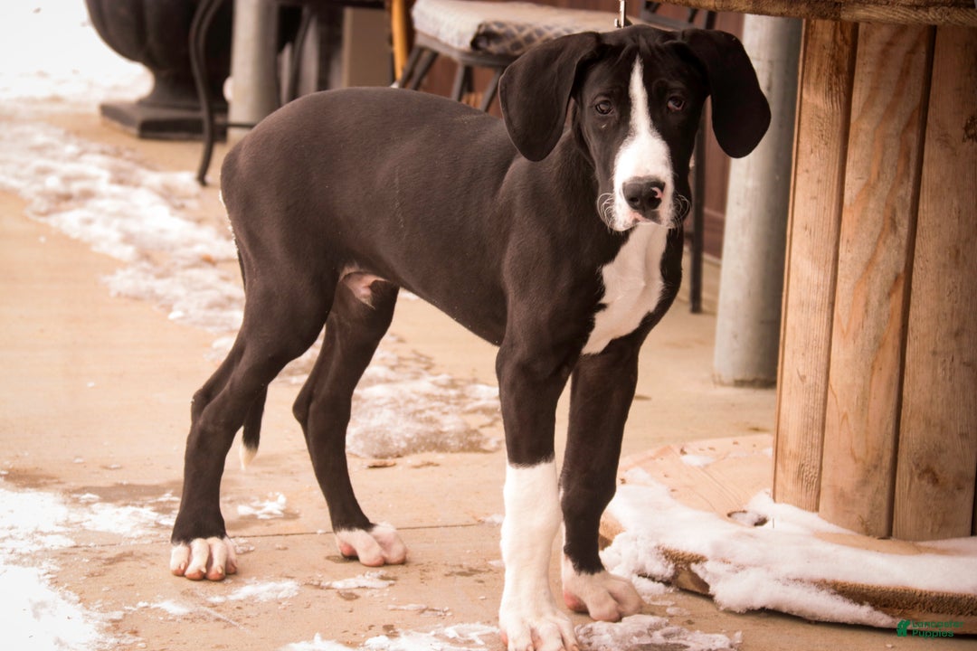 Great Dane dogs for sale: Lawrence - Ad 6