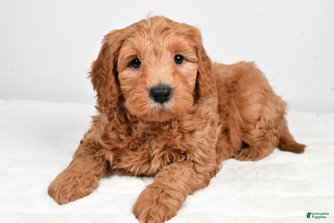 Mini Goldendoodle dogs for sale: Buster - Ad 3
