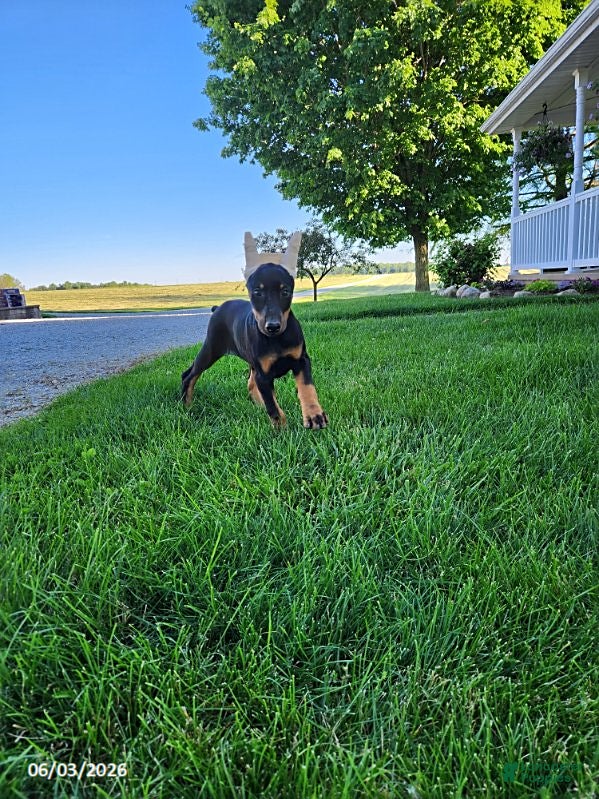 Doberman Pinscher dogs for sale: Roxie - Ad 5