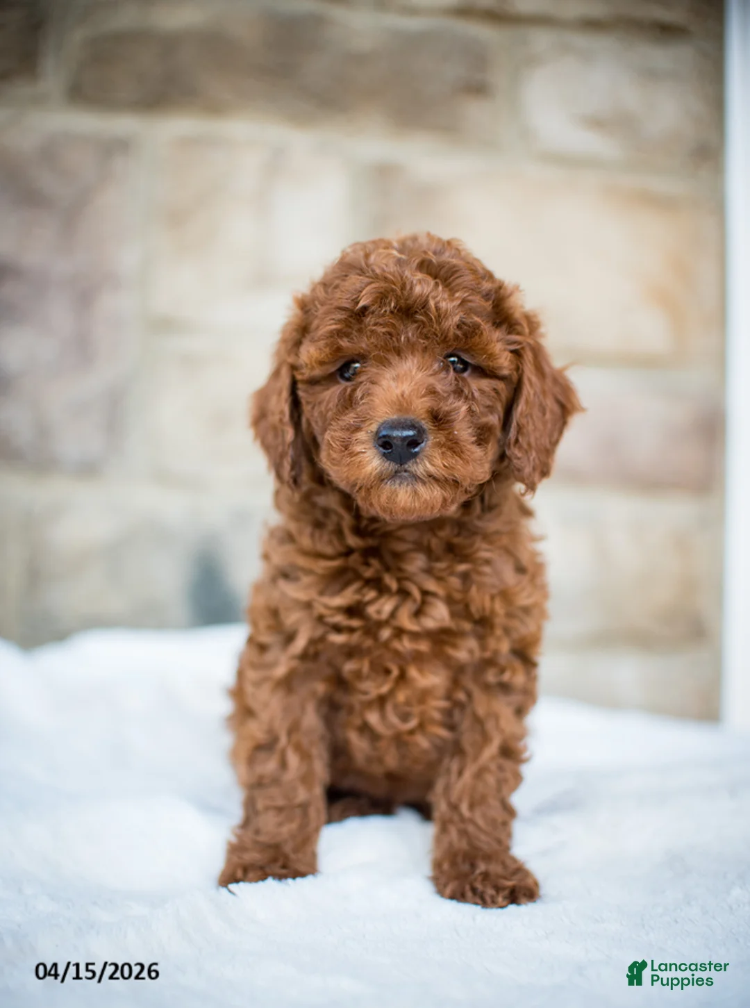 Miniature Poodle dogs for sale: Jolene - Ad 1