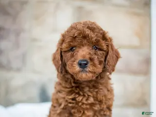 Miniature Poodle dogs for sale: Jolene - Ad 1