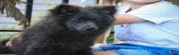Pomeranian dogs for sale: Bluey Pomeranian  - Ad 3