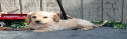 Miniature Dachshund dogs for sale: Sandy - Ad 3