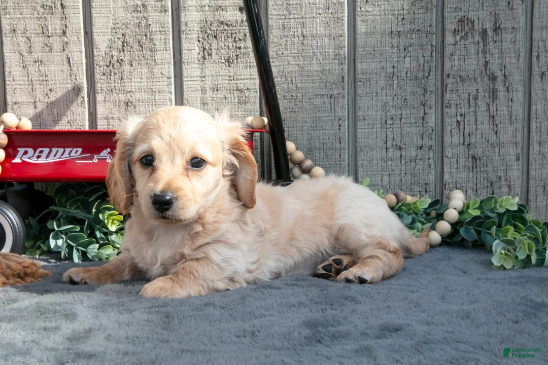 Miniature Dachshund dogs for sale: Sandy - Ad 3
