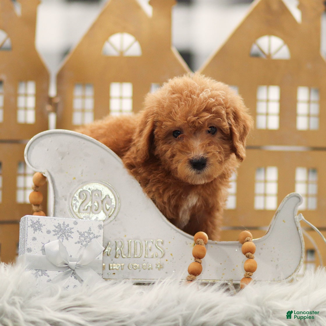 Goldendoodle dogs Luke - Ad 3