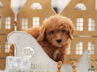Goldendoodle dogs Luke - Ad 23