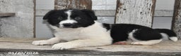 Border Collie dogs for sale: Holly - Ad 4