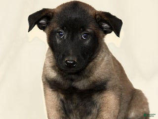 Belgian Malinois dogs Charlie - Ad 37