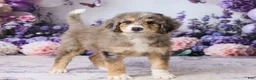 Bernedoodle dogs for sale: Lucky - Ad 4