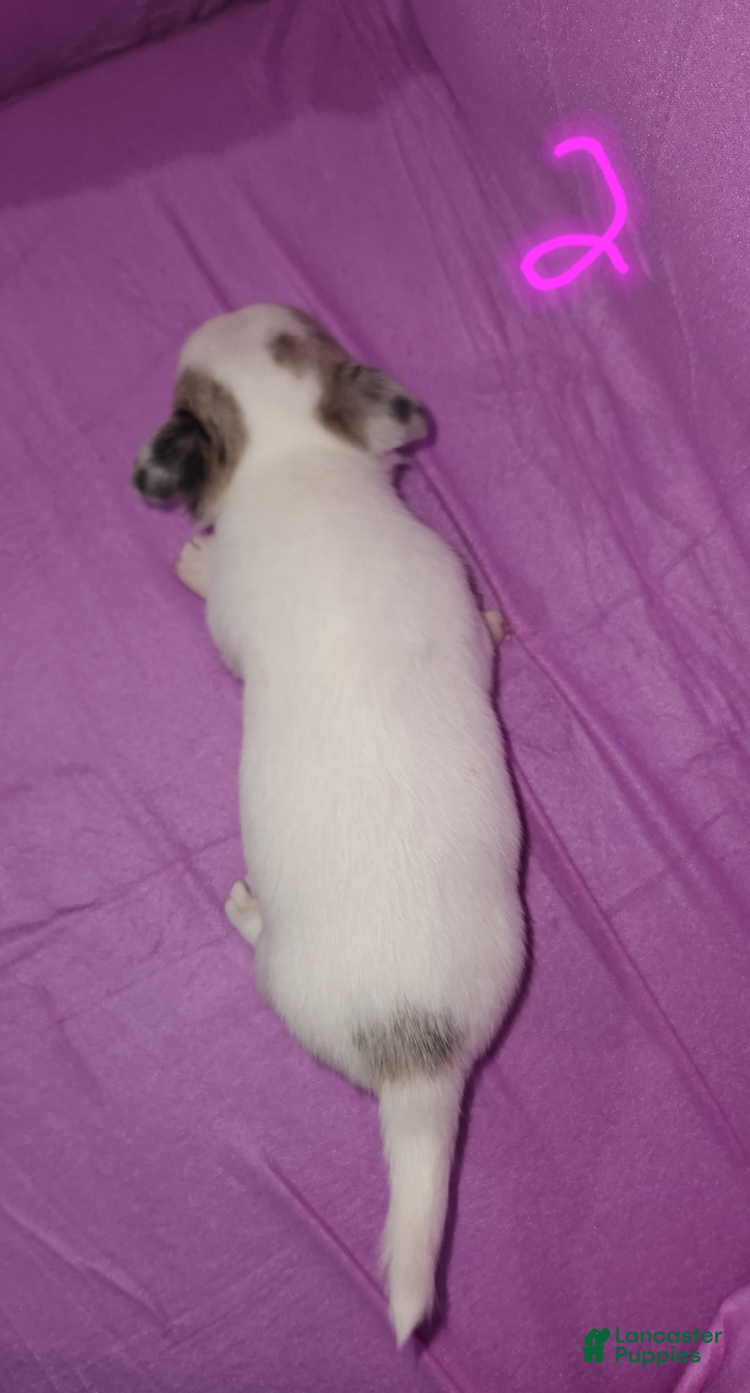 Chihuahua dogs for sale: Annies Female 2 - Ad 3