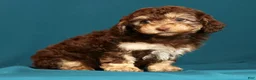 Miniature Poodle dogs for sale: Chrissy - Ad 6