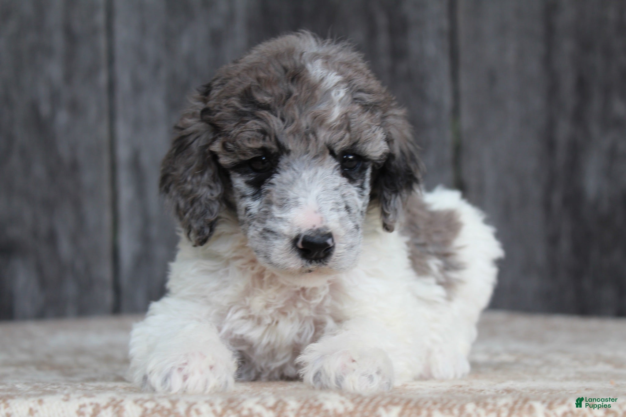 Standard Poodle dogs Fern AKC Standard Poodle - Ad 1