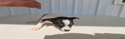 Chihuahua dogs for sale: Scrappy - Ad 5