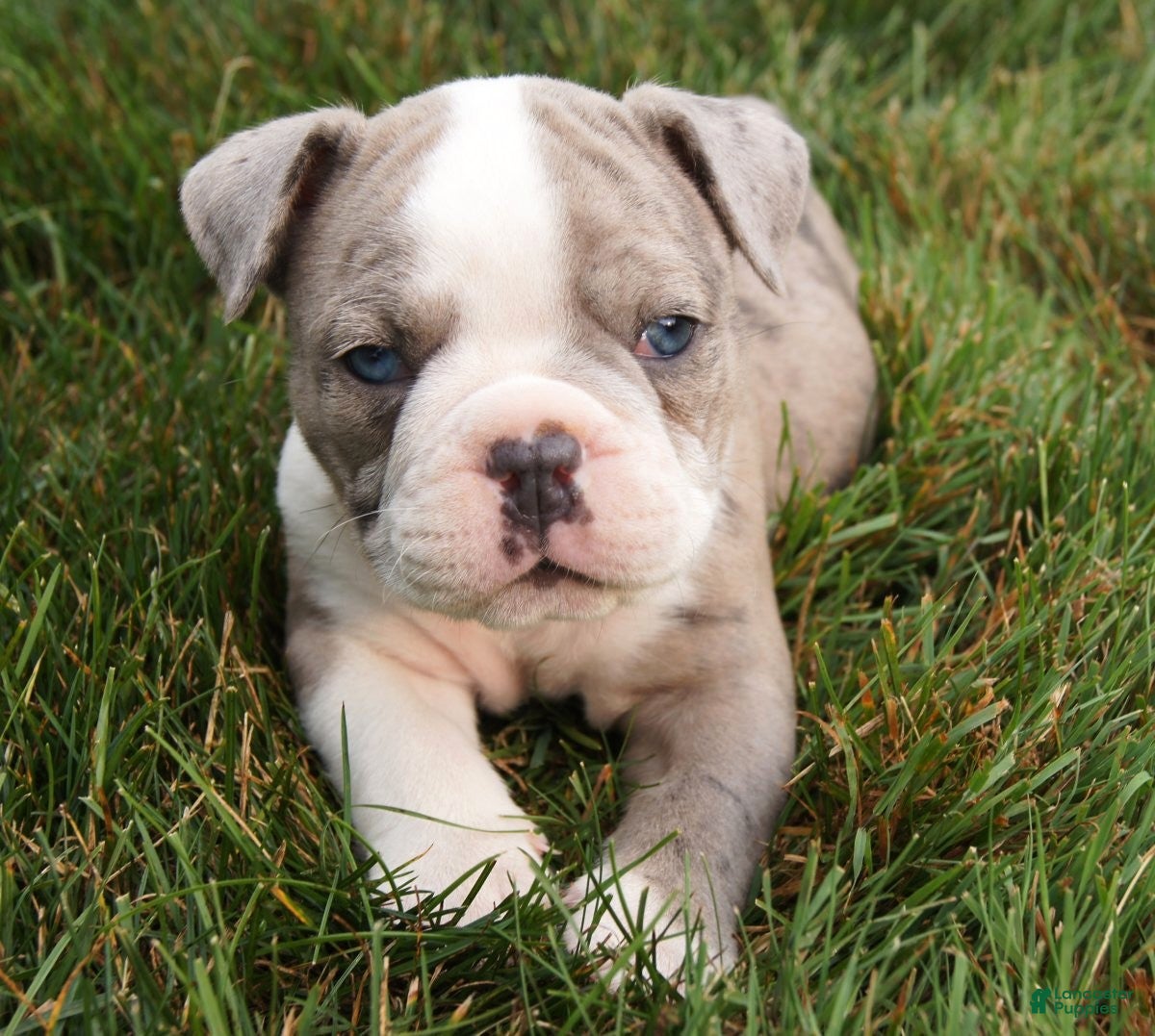 Olde English Bulldogge dogs Zoe - Ad 1
