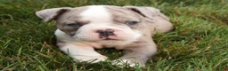 Olde English Bulldogge dogs for sale: Zoe - Ad 1
