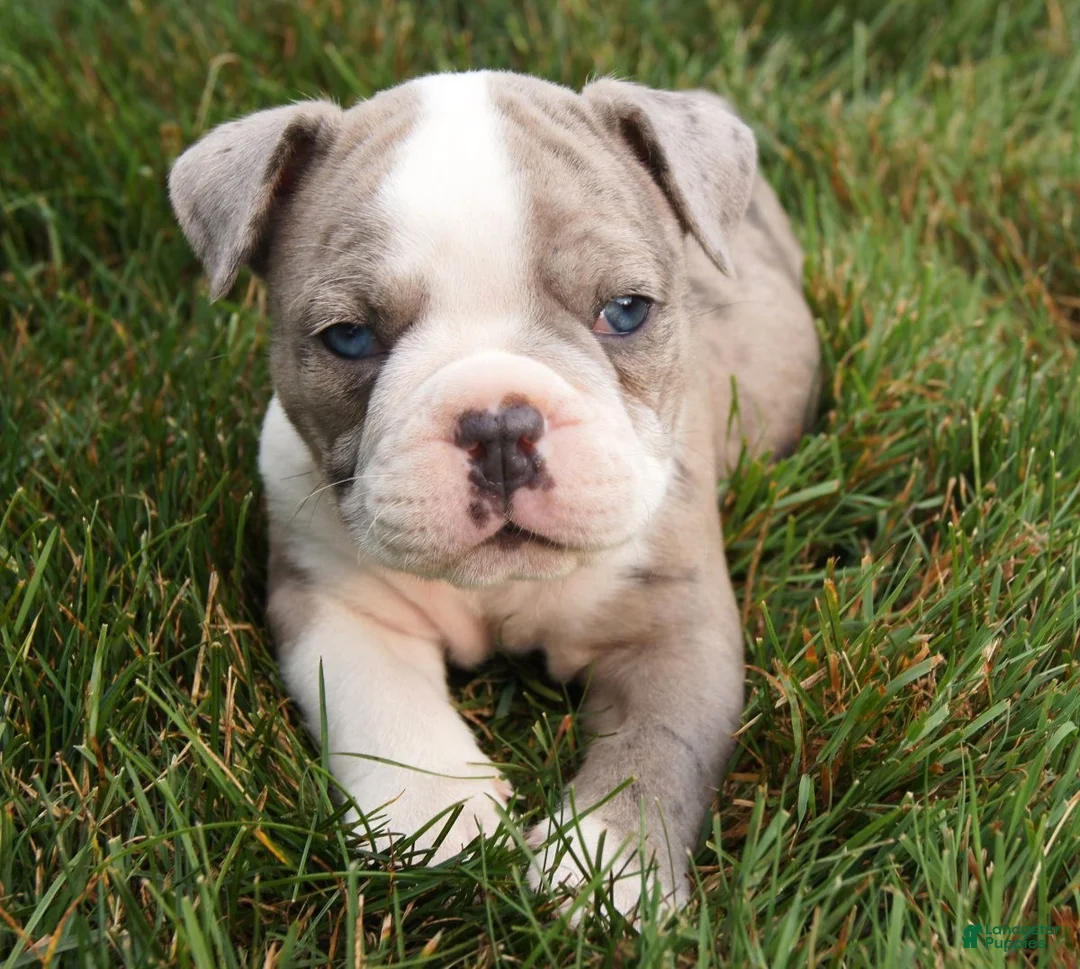 Olde English Bulldogge dogs for sale: Zoe - Ad 1