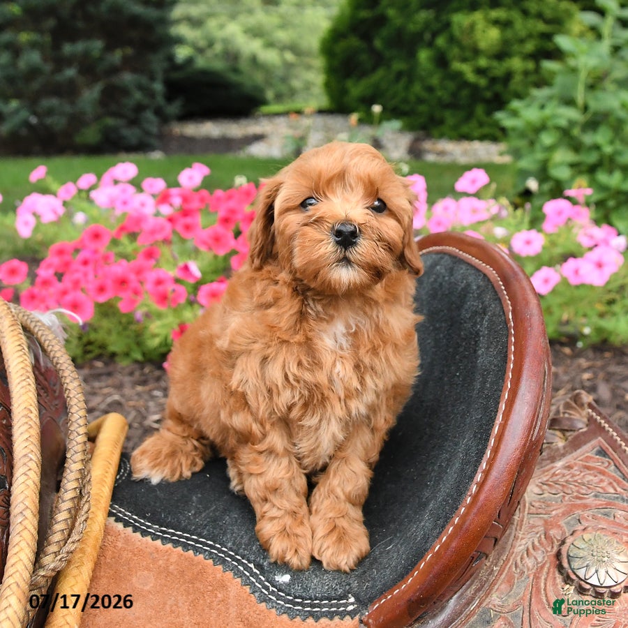 Mini Goldendoodle dogs Muffin - Ad 2