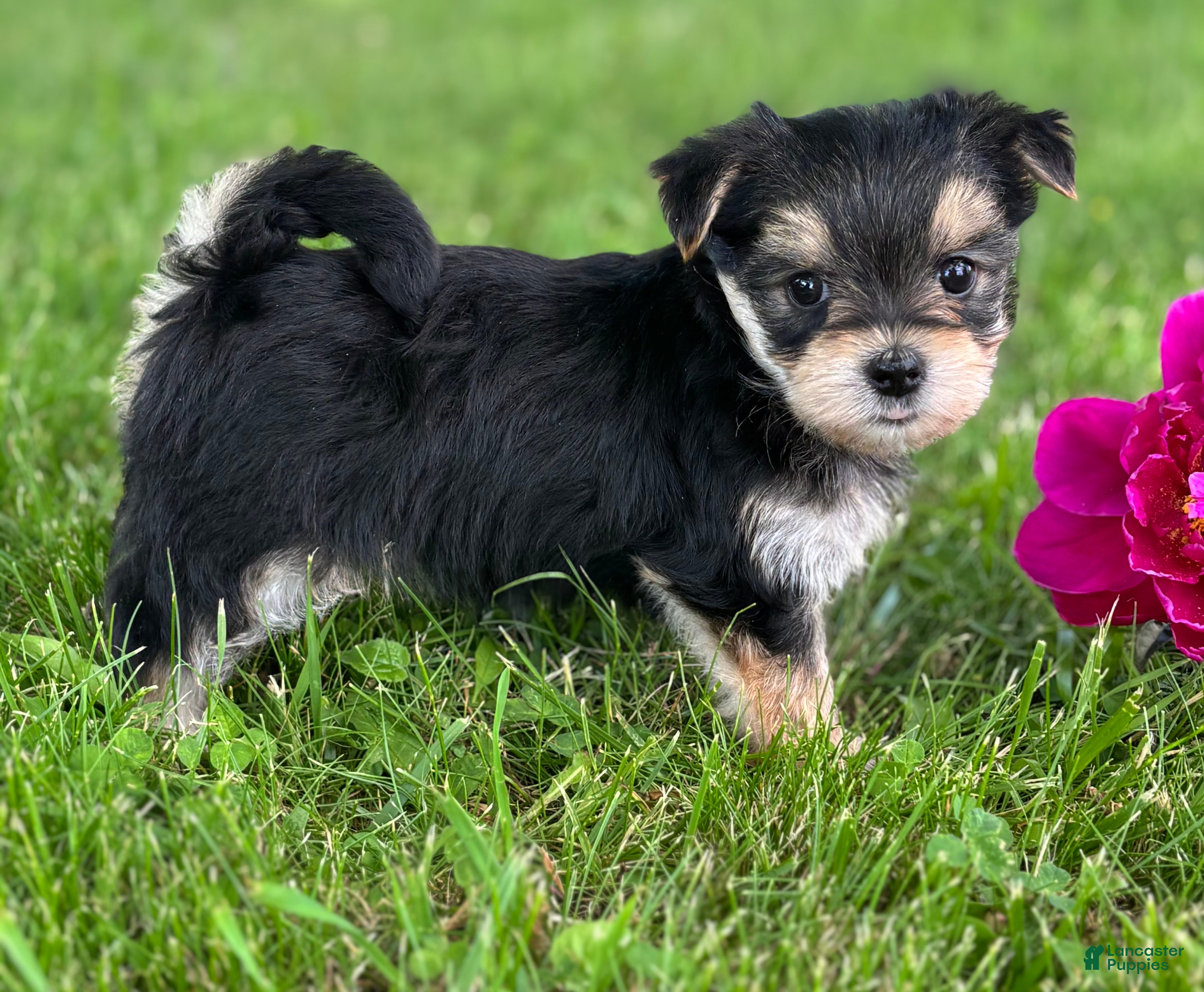 Morkie dogs Baby Doll  - Ad 2