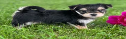 Morkie dogs for sale: Baby Doll  - Ad 2