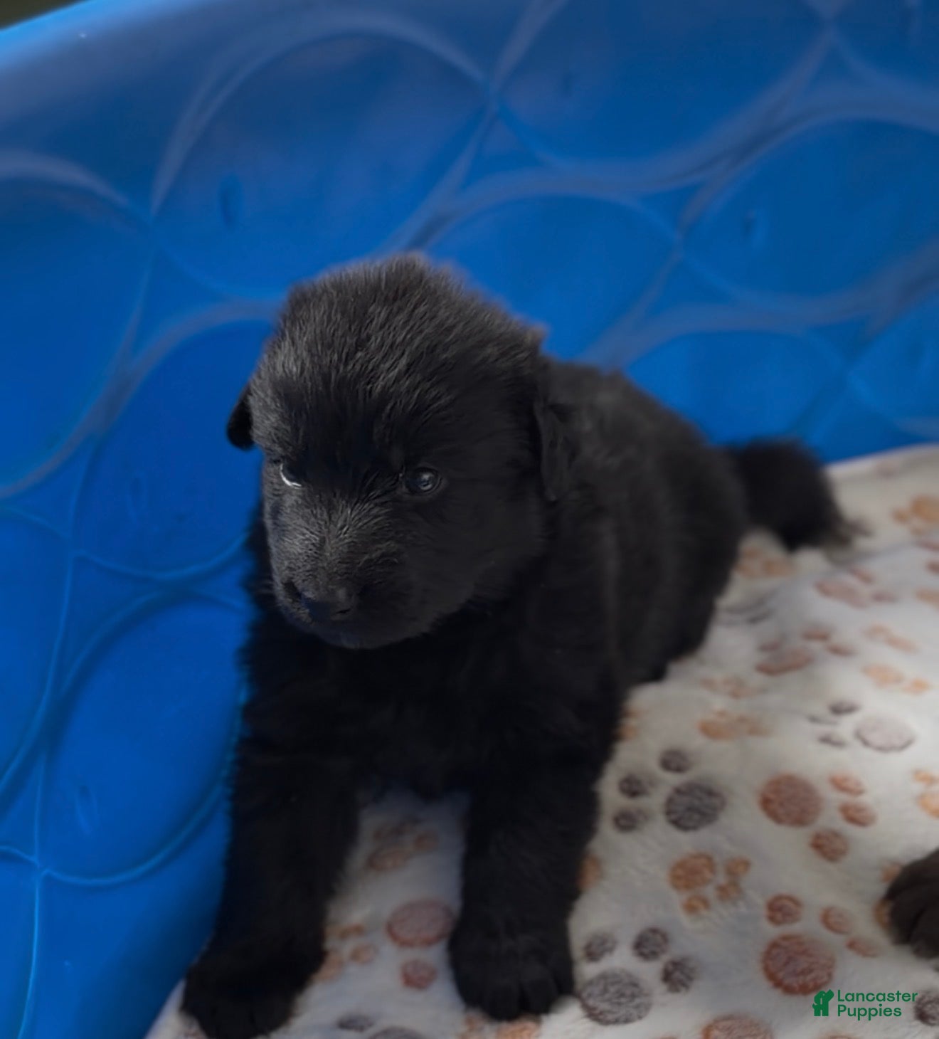 German Shepherd dogs for sale: Daffodil  - Ad 4
